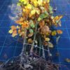 Groene beuk Fagus sylvatica 150/175cm - Afbeelding 2