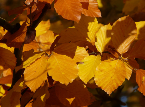 Groene beuk Fagus sylvatica