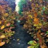 Groene beuk Fagus sylvatica 150/175cm - Afbeelding 3