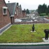 Sedum per tray (50-99) - Afbeelding 4