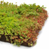 Sempergreen_Place_n_Go_Sedumtray