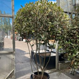 Meerstammige Photinia x Fraseri 'Pink Marble'